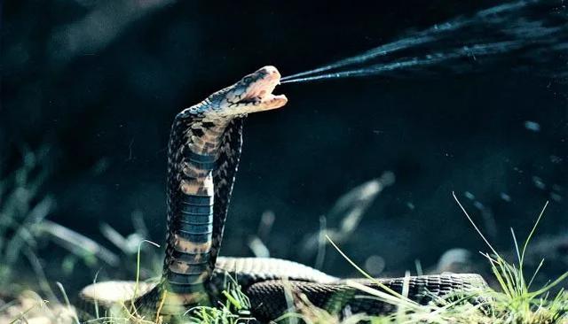 森林眼镜蛇和黑曼巴:蛇类单挑排行榜是什么顺序？