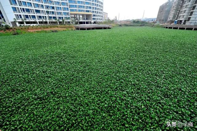 何方神圣:水葫芦入侵我国120年，江河已没有一寸净土，它是何方神圣？