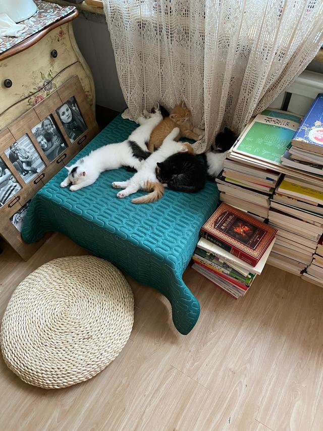 现在的家养猫一辈子不出门对他们来说真的好吗？插图17