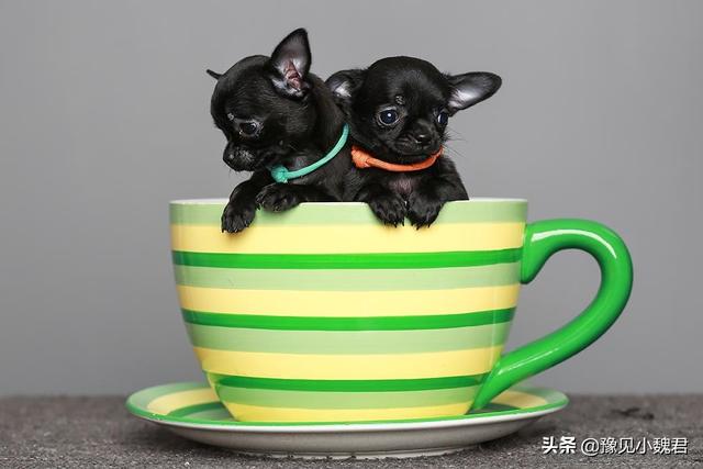 守望犬是什么意思:为什么说：购买茶杯犬就是作恶？可爱的茶杯犬为什么不能养？