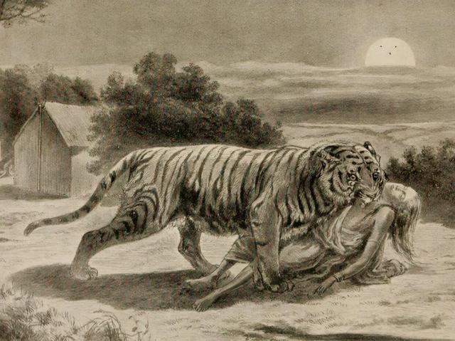秦岭老虎伤人事件:为什么吃过人的老虎被击毙，咬死人的老虎是放生？差别在哪？