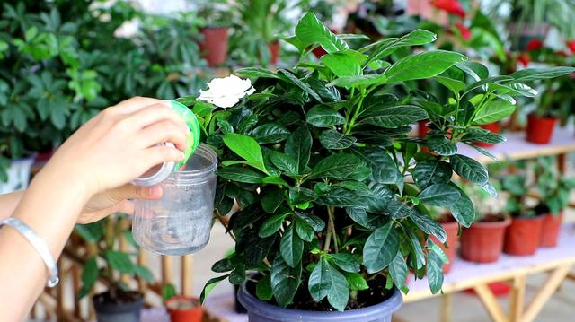 观叶植物:观叶植物的叶子为啥长不大？