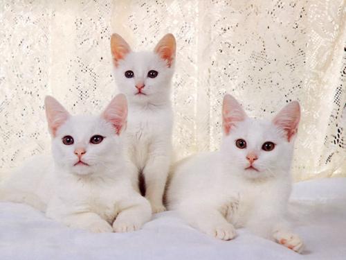 家猫:可不可以养一群猫咪在家里？