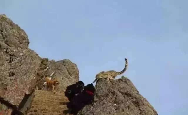 马士提夫獒犬视频:藏獒为什么打不过平原的土狗？