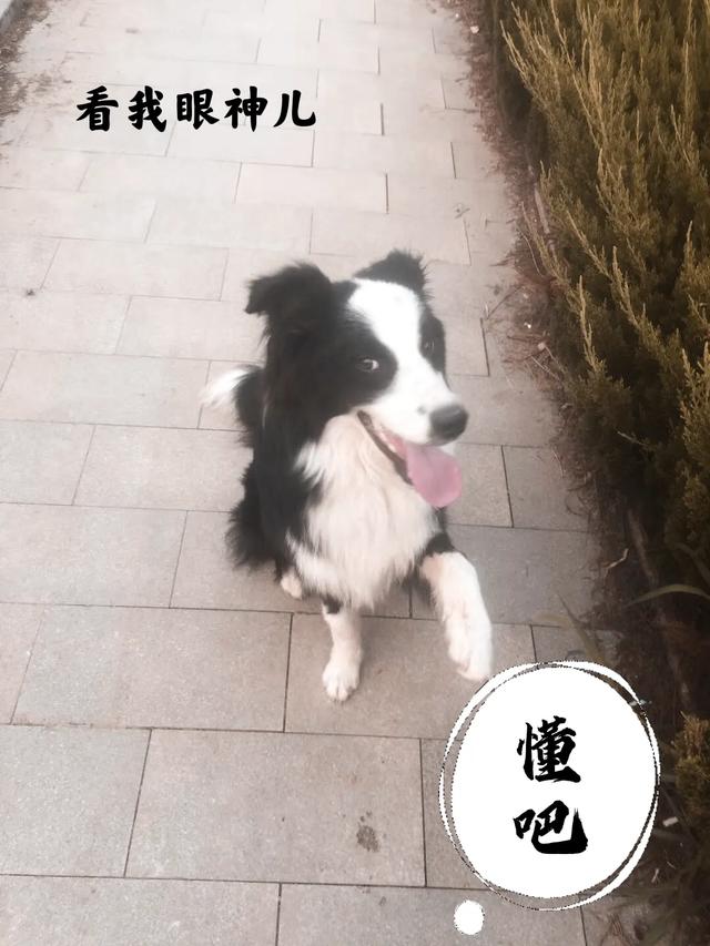 边境犬智商:你对边境牧羊犬的智商怎么评价？