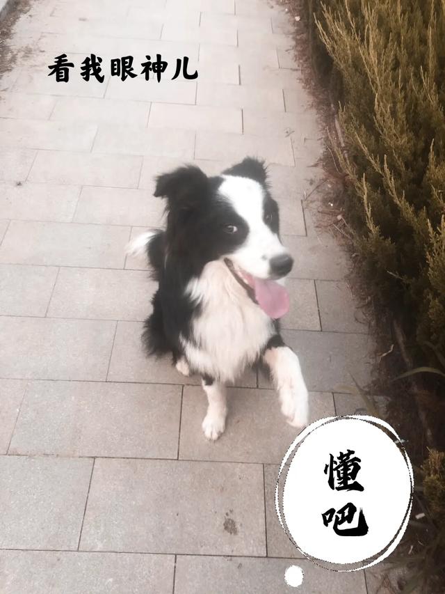 边境牧羊犬好不好的:边境牧羊犬除了聪明，还有什么优点？