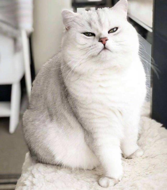 世界最小的猫咪锈斑猫:猫咪尾巴像生锈一样，就像铁锈，是不是因为没有绝孕才那样的？