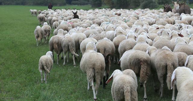 属羊2022年运势完整版,2022年养羊形势怎么样？还能赚钱吗？