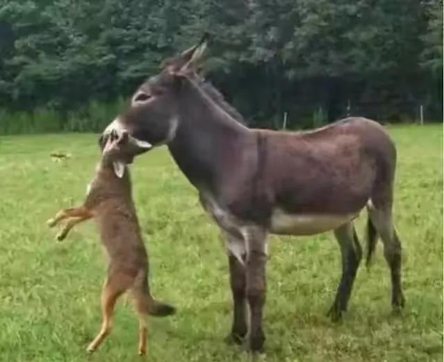 澳洲野犬 百科:狼这么凶猛，为何还会怕驴呢？ 澳洲野犬纪录片