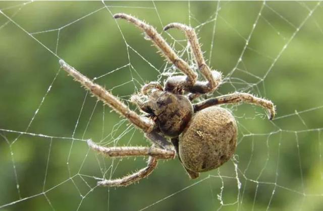 黑寡妇蜘蛛有多危险，看似不起眼的蜘蛛，到底有多毒
