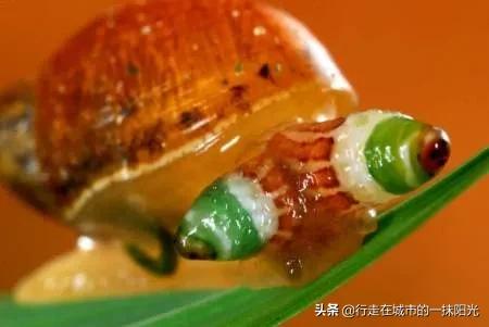 僵尸蚂蚁:真实存在的僵尸蚂蚁，会吃人并感染人类吗？