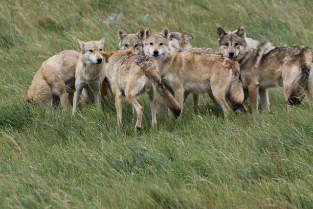 爱尔兰猎狼犬粘人程度:多少只猛犬才能打的过东北虎？