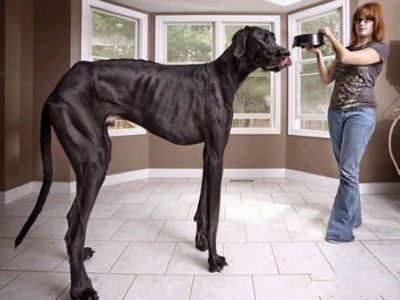 爱尔兰猎狼犬:世界上品种最大的狗，可以打得过品种最小的老虎吗？为什么？