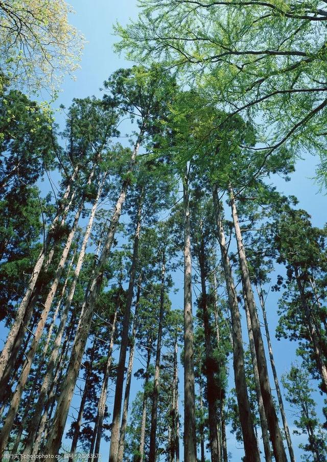 贵州乌木树图片
