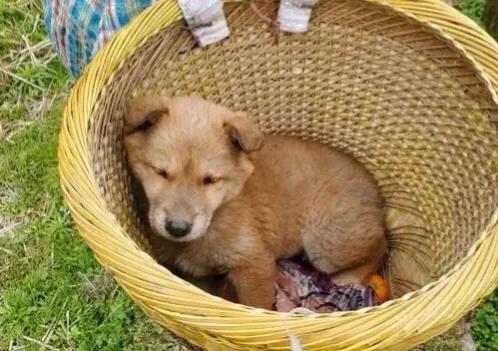 狗的寿命有多长:犬一般寿命是多少?最大能活多少岁?大型犬还是小型犬的寿命长？