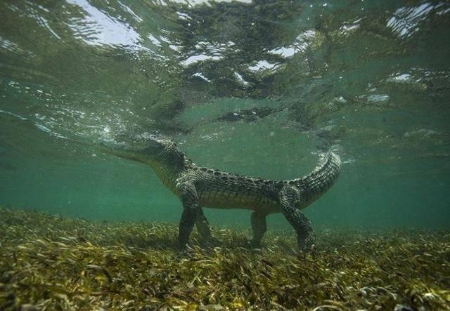 鳄鱼生活在水中,为什么还那么怕冷,还经常去晒太阳?
