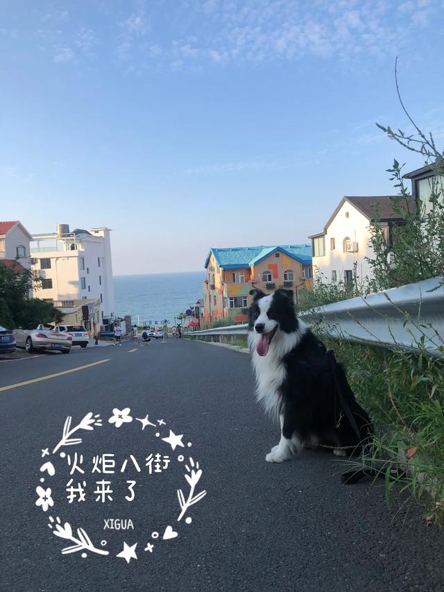 边境牧羊犬好不好的:边境牧羊犬除了聪明，还有什么优点？