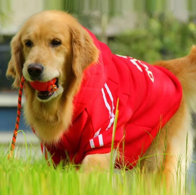 狗的命门在哪里？被大型犬追咬时，怎样做才是正确的自救方法？插图41