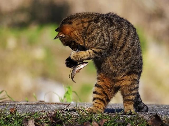 猫吃鱼图片:据说猫很擅长吃鱼且不会被鱼刺卡到，这种说法有科学依据吗？