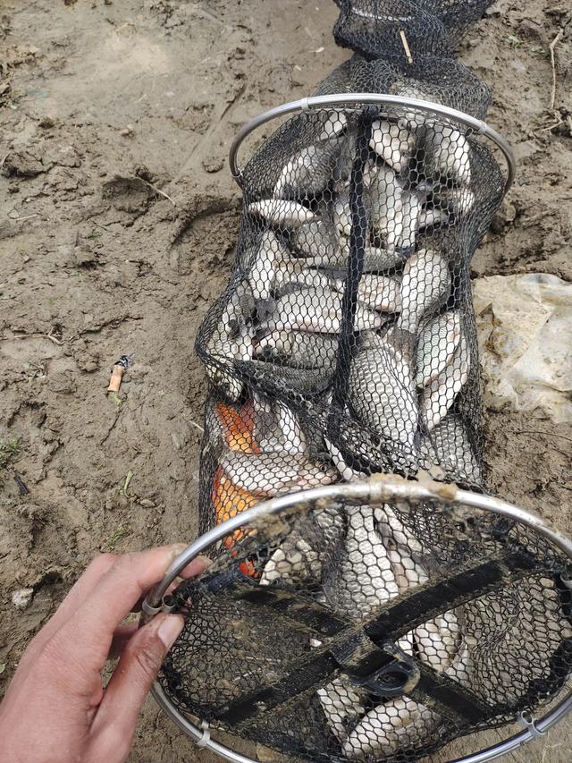 鲫鱼明明刺多,可为什么钓到鲫鱼比钓到其它鱼明显要高兴得多?-惠修网