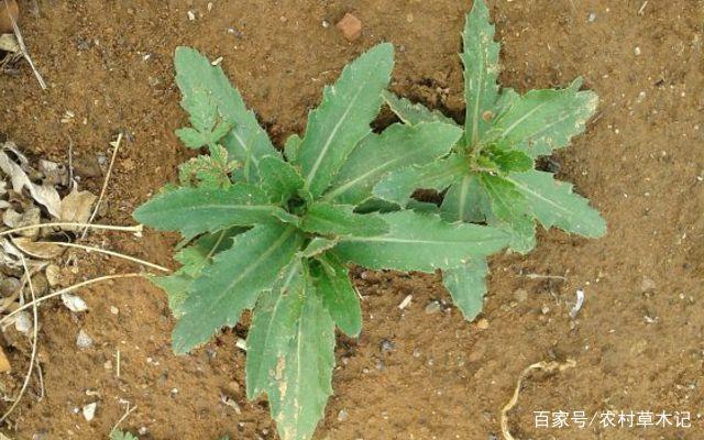 健倍达枸杞叶茶(代用茶),常吃枸杞对身体有什么好处？该怎么食用？