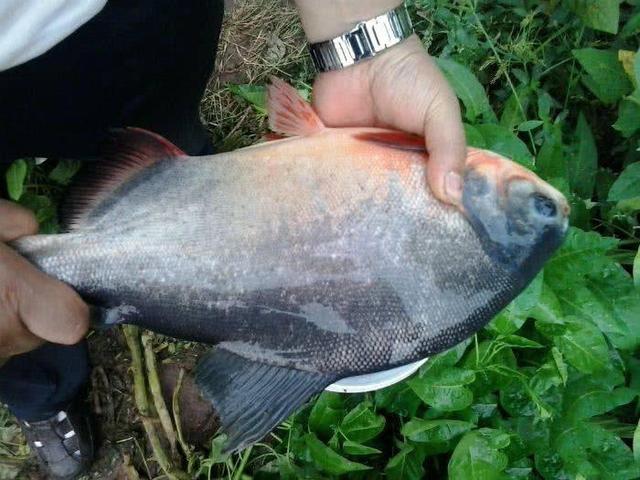 巨骨舌鱼不怕鳄鱼吗，如果亚马逊食人鱼流入我国河流流域会怎样