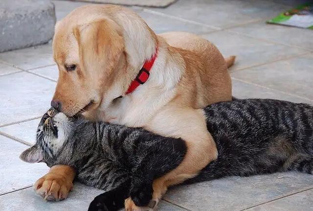 攻击性强的群居动物:据说家猪放生会一年内野化成有獠牙的野猪，这是什么原理？