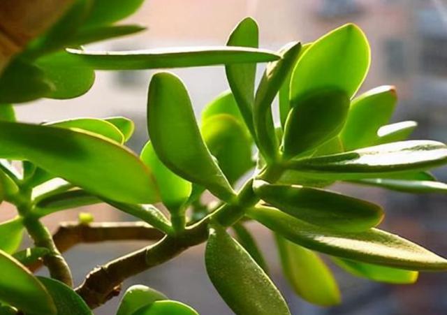 厚脸皮的养殖方法有哪些呢:厚脸皮植物该如何修剪才好看？