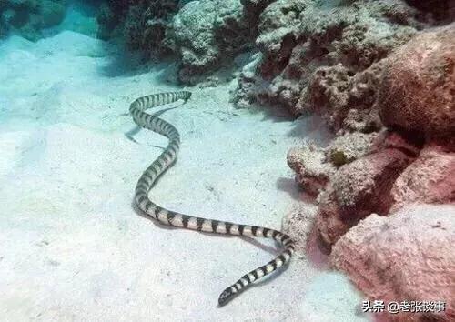 解密 中华水蛇:世界十大毒蛇排行榜，中国十大毒蛇排行榜，分别都有哪些？