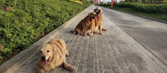 养狗之后，家里为什么会那么臭？插图9