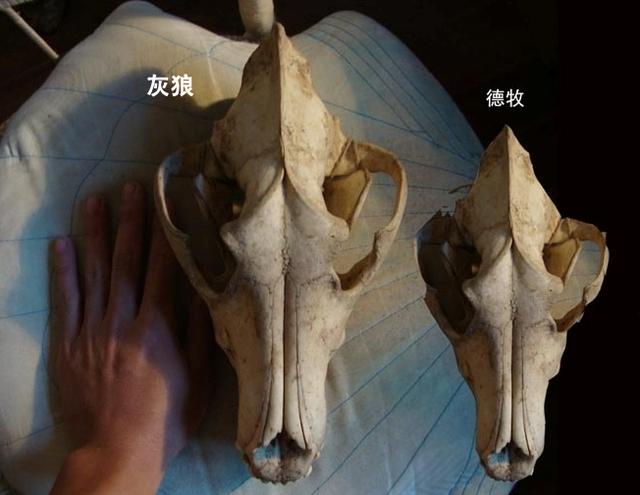 我这有小狗的解剖视频:狗直立行走的危害有哪些？
