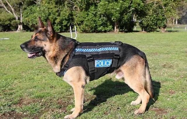 德国大丹犬:如果把20只作战的警犬放进非洲大草原里，它们能存活一个月吗