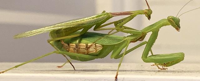 螳螂为什么会吃配偶，哪些动物交配后会吃掉配偶