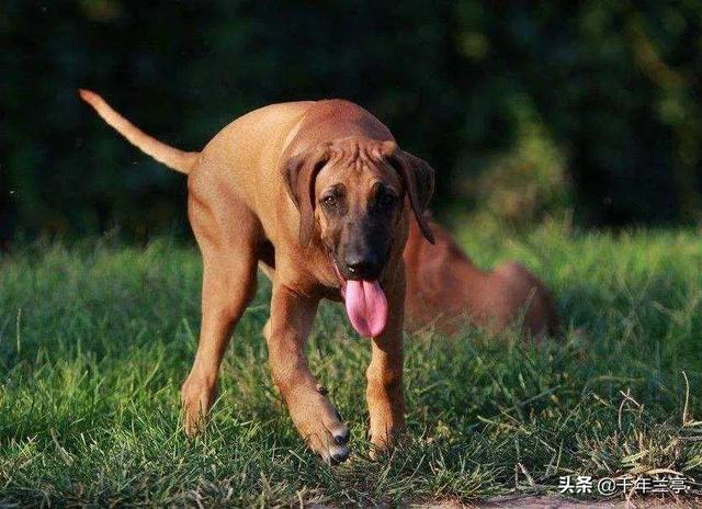 狗狗对屠夫会害怕，在野外屠夫遇到狼是否一样，狼也会怕？插图25