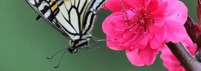 头条问答 你见过最美的英文诗句是什么 17个回答