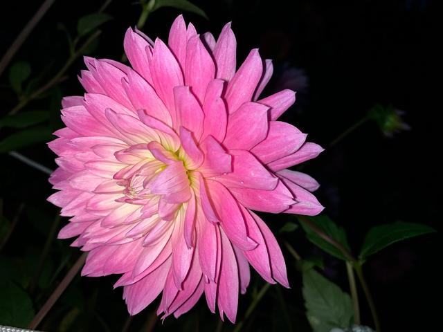 想看看大家美丽的屋顶花园,晒下你们种的漂亮的花花草草？