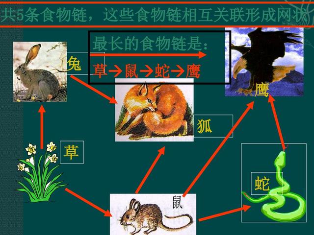 红海巨蛇:莽山烙铁头号称世界上最贵的毒蛇，究竟是为什么一条价值上百万？