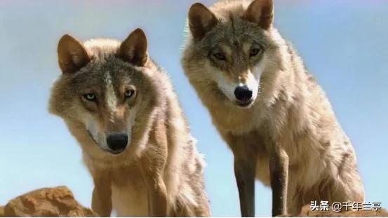 狗狗对屠夫会害怕，在野外屠夫遇到狼是否一样，狼也会怕？插图31