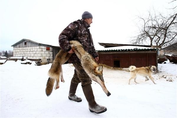 狞猫能打过狼吗:狞猫和狼谁厉害 为什么狼群不敢攻击有牧羊犬保护的羊群？狼群难道打不过一条狗？