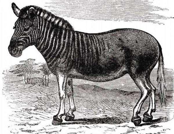 为什么斑驴的斑纹集中在腿部?