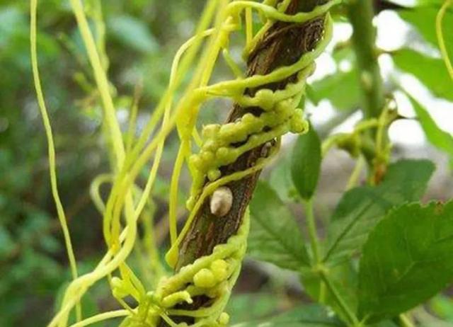 补肾的中药树，挂在树上的黄丝藤为什么被人们称作是“男人草”