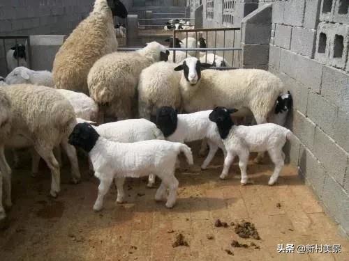 现在发展养殖业,养什么赚钱？