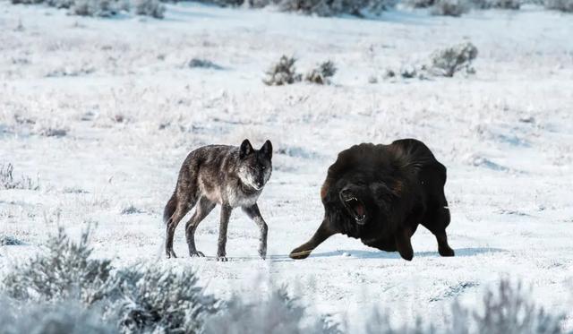 马士提夫獒犬视频:藏獒为什么打不过平原的土狗？