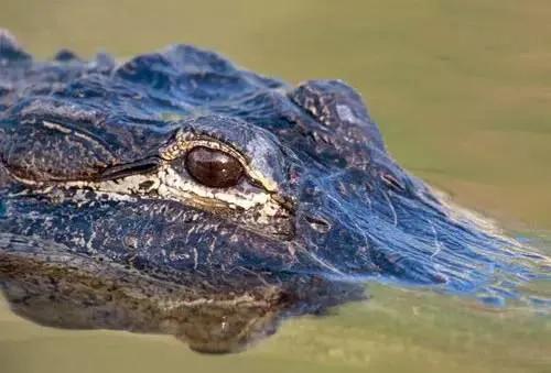 鳄鱼的眼泪:鳄鱼是一种凶猛的动物，但为什么鳄鱼在捕食时会流眼泪呢？