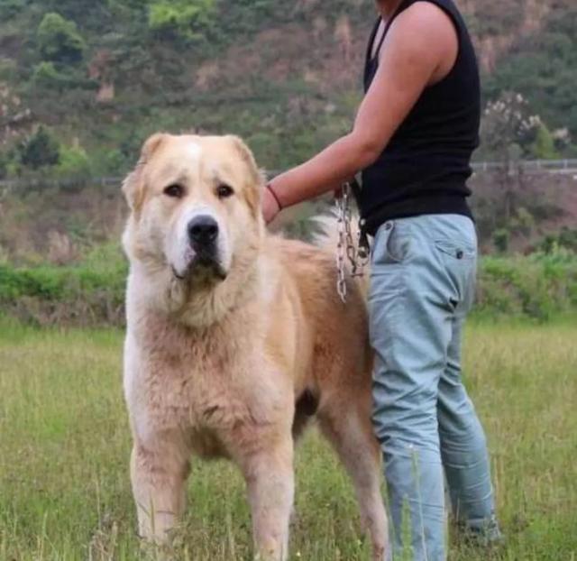 土耳其坎高犬 藏獒:世界上最凶悍的犬有哪些？