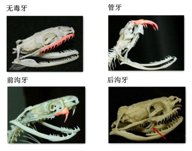 海蛇全部都是毒蛇吗，地球上排名前五的毒蛇有哪些