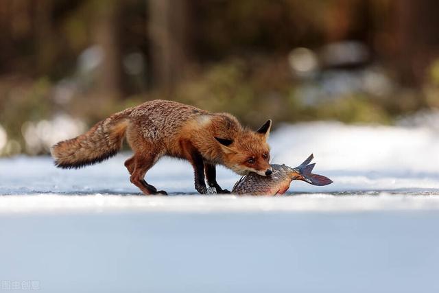 大家听过或经历过最感人的动物报恩的故事是什么？插图19