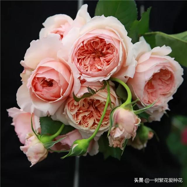 最香的几款月季品种是什么？插图101