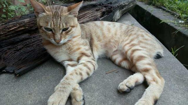 诈尸事件:恐怖片中猫猫为何不能接近死人
