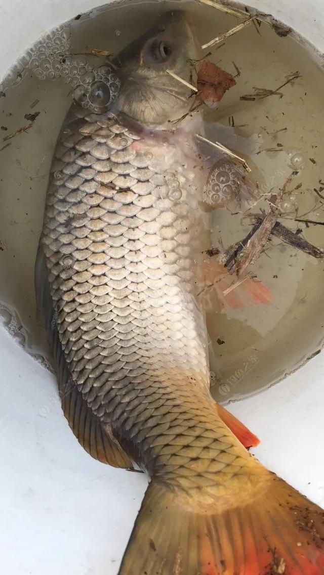 如何在35米以上的水面钓鲤鱼基本情况打窝后鲤鱼鱼星多下钩不吃饵浪大